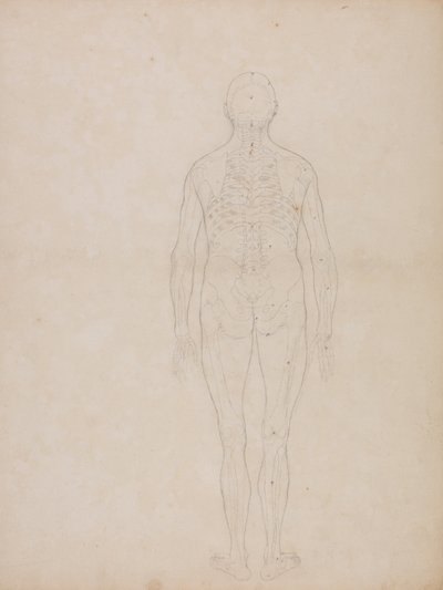 Esposizione Anatomica Comparativa della Struttura del Corpo Umano con quella di una Tigre e di un Co... da George Stubbs